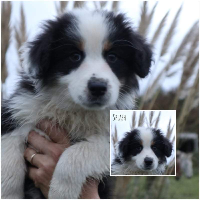 Des Korrigans De Park Braz - Chiots disponibles - Berger Australien